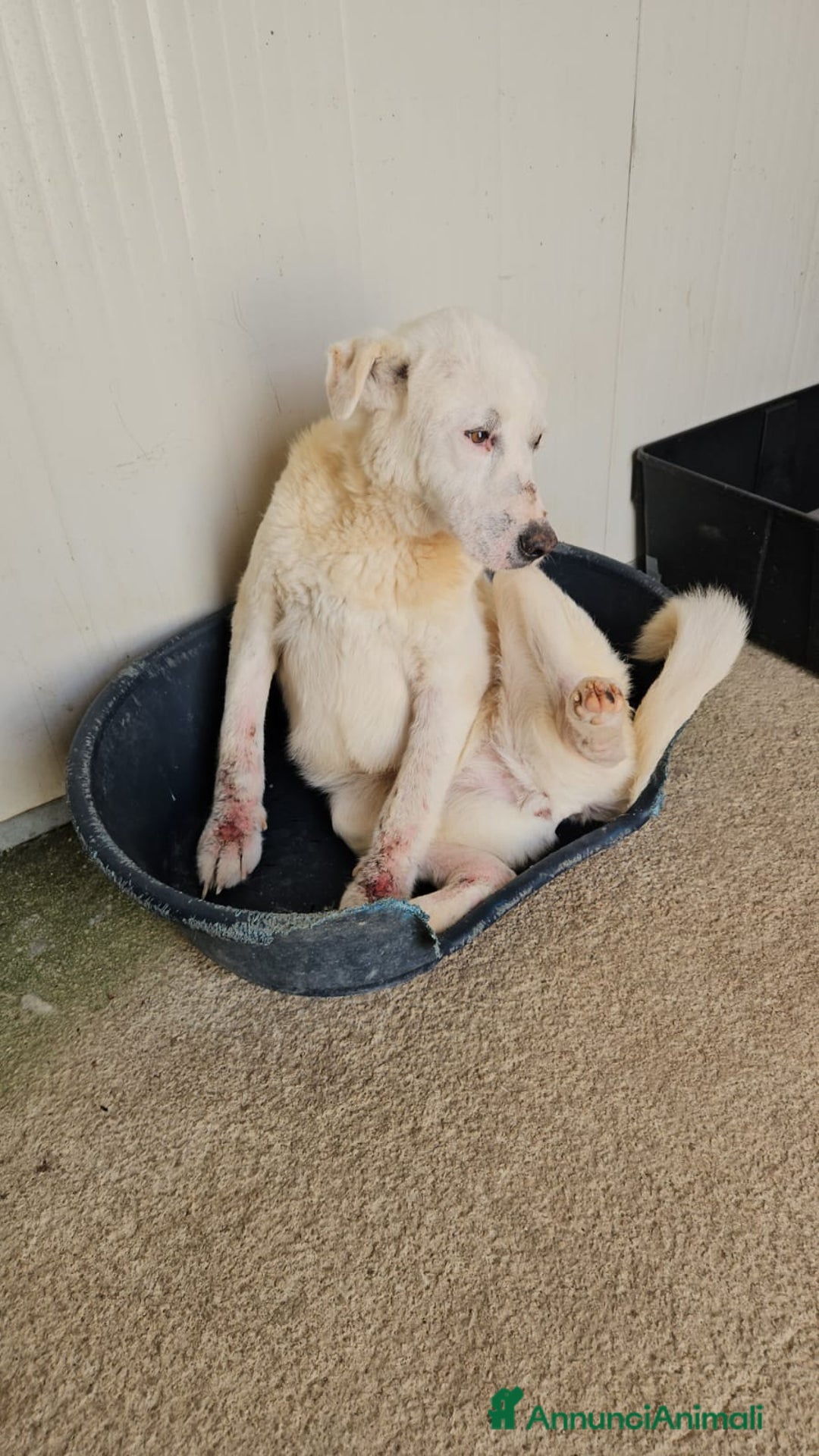 Meticcio cani in regalo: Consuelo: adozione del cuore o stallo  a Città Metropolitana di Genova - Annuncio 7