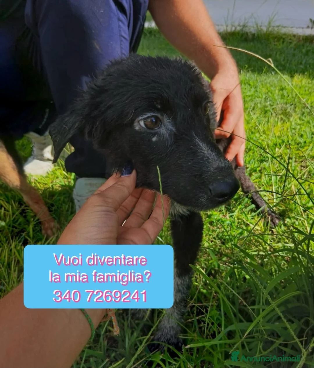 Meticcio cani in regalo: CORNELIA🩷È PRONTA. MANCA SOLO UNA CASA TUTTA SUA! a Provincia di Vercelli - Annuncio 2