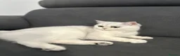 Scottish gatti in vendita: Scottish Fold femmina a Provincia di Ravenna - Annuncio 2