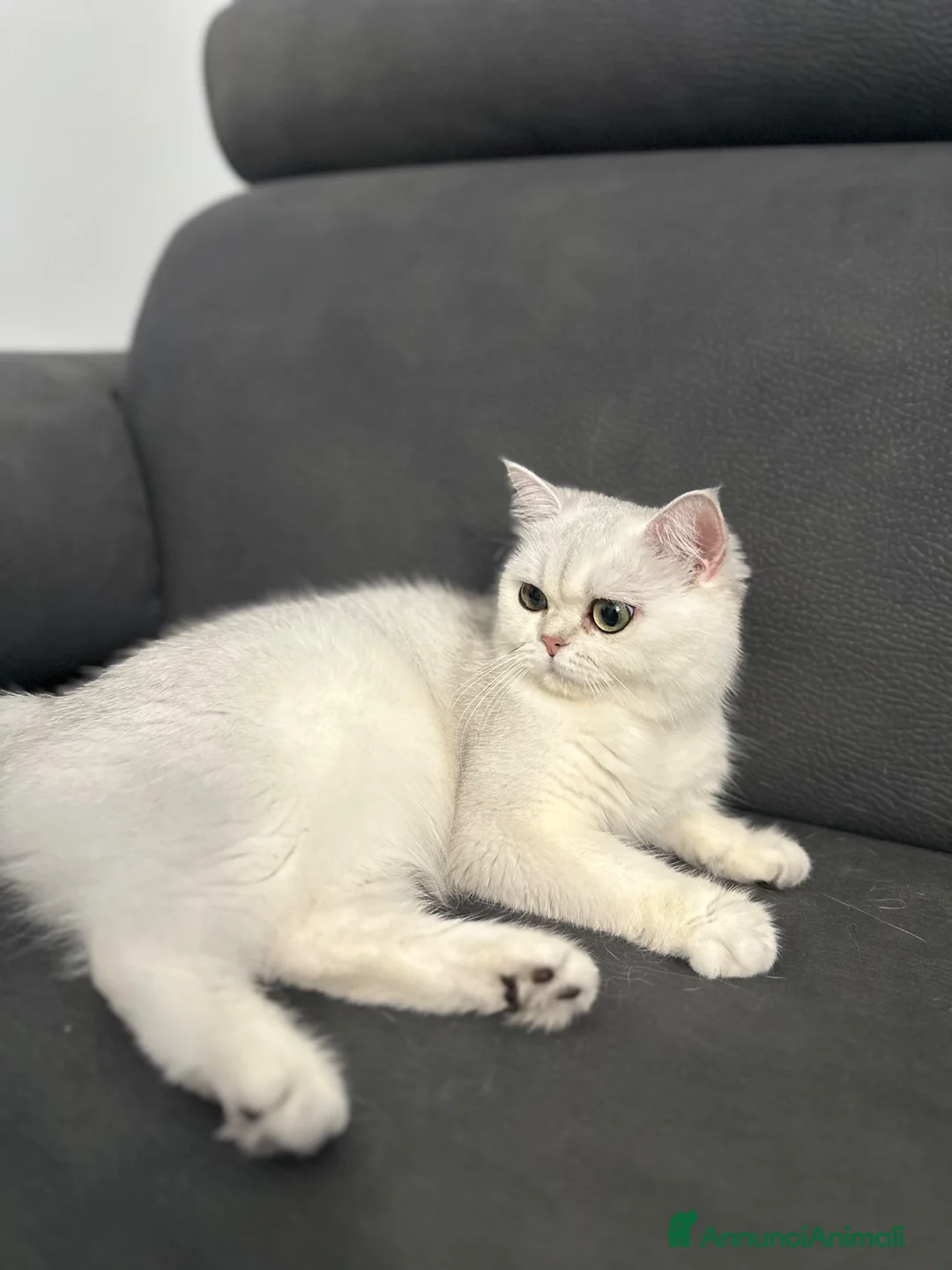 Scottish gatti in vendita: Scottish Fold femmina a Provincia di Ravenna - Annuncio 2