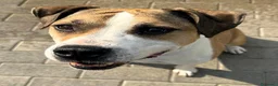 Meticcio cani in regalo: GOLD BELLISSIMO AMSTAFF - Annuncio 7