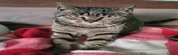 Europeo gatti in regalo:  Adorabili gattini in adozione! - Annuncio 6