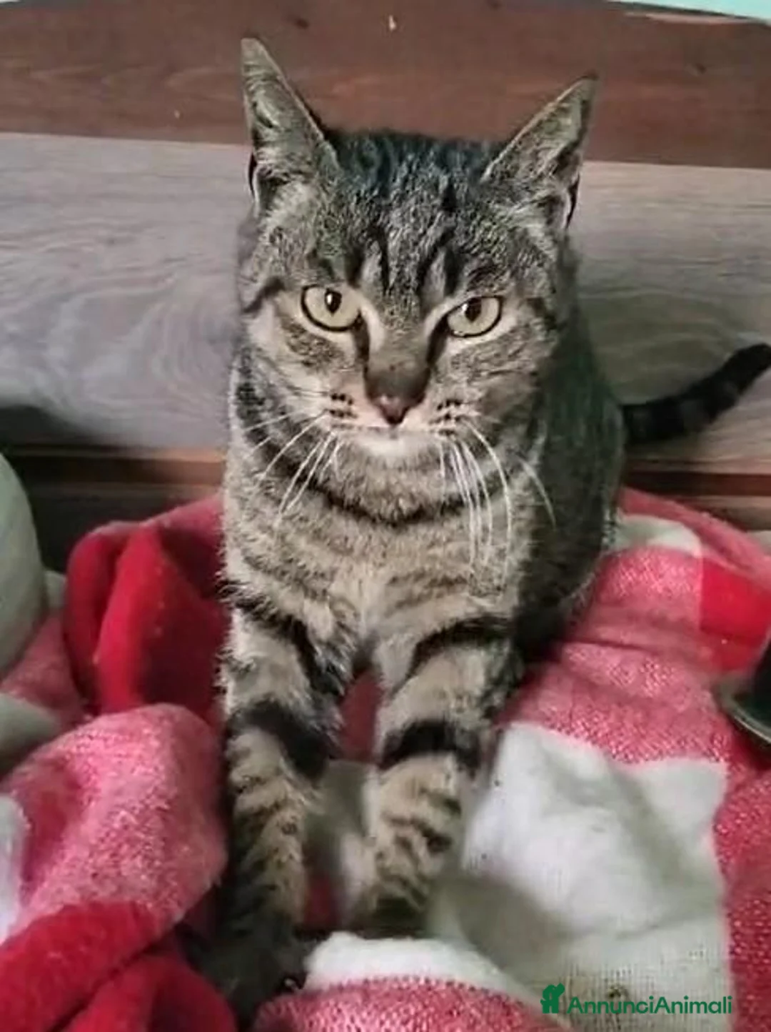 Europeo gatti in regalo:  Adorabili gattini in adozione! - Annuncio 6