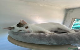 Europeo gatti in regalo: Giovane gatta bianca dolcissima a Metropolitan City of Rome Capital - Immagine 7