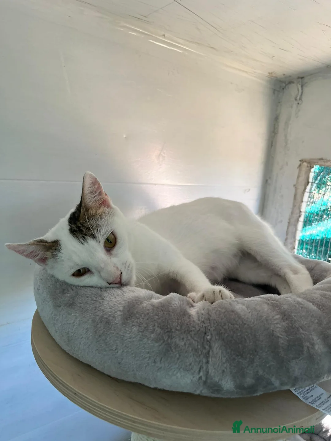 Europeo gatti in regalo: Giovane gatta bianca dolcissima a Metropolitan City of Rome Capital - Annuncio 7