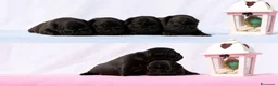 Bulldog Francese cani in vendita: FANTASTICI CUCCIOLI nati il 6 Luglio! - Annuncio 2