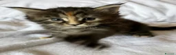Maine Coon gatti in vendita: Tre cucciole di Maine Coon a Città Metropolitana di Torino - Annuncio 5
