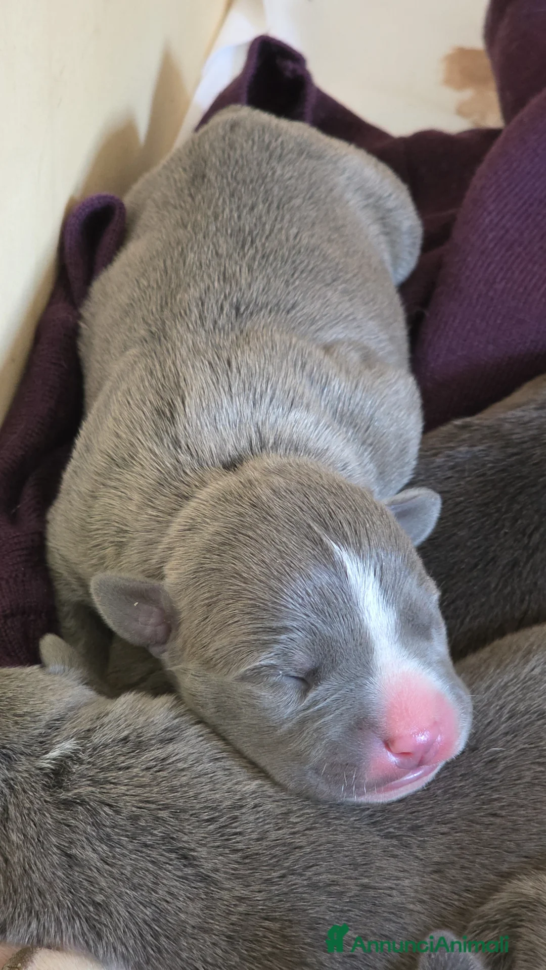 American Staffordshire cani in vendita: Cuccioli di Amstaff a Provincia dell'Aquila - Annuncio 2