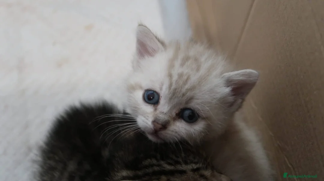 Europeo gatti in regalo: Tre gattini meravigliosi - Annuncio 8