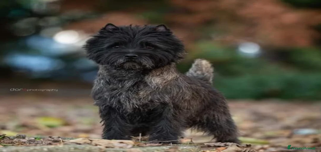 Immagine della galleria {{count}}