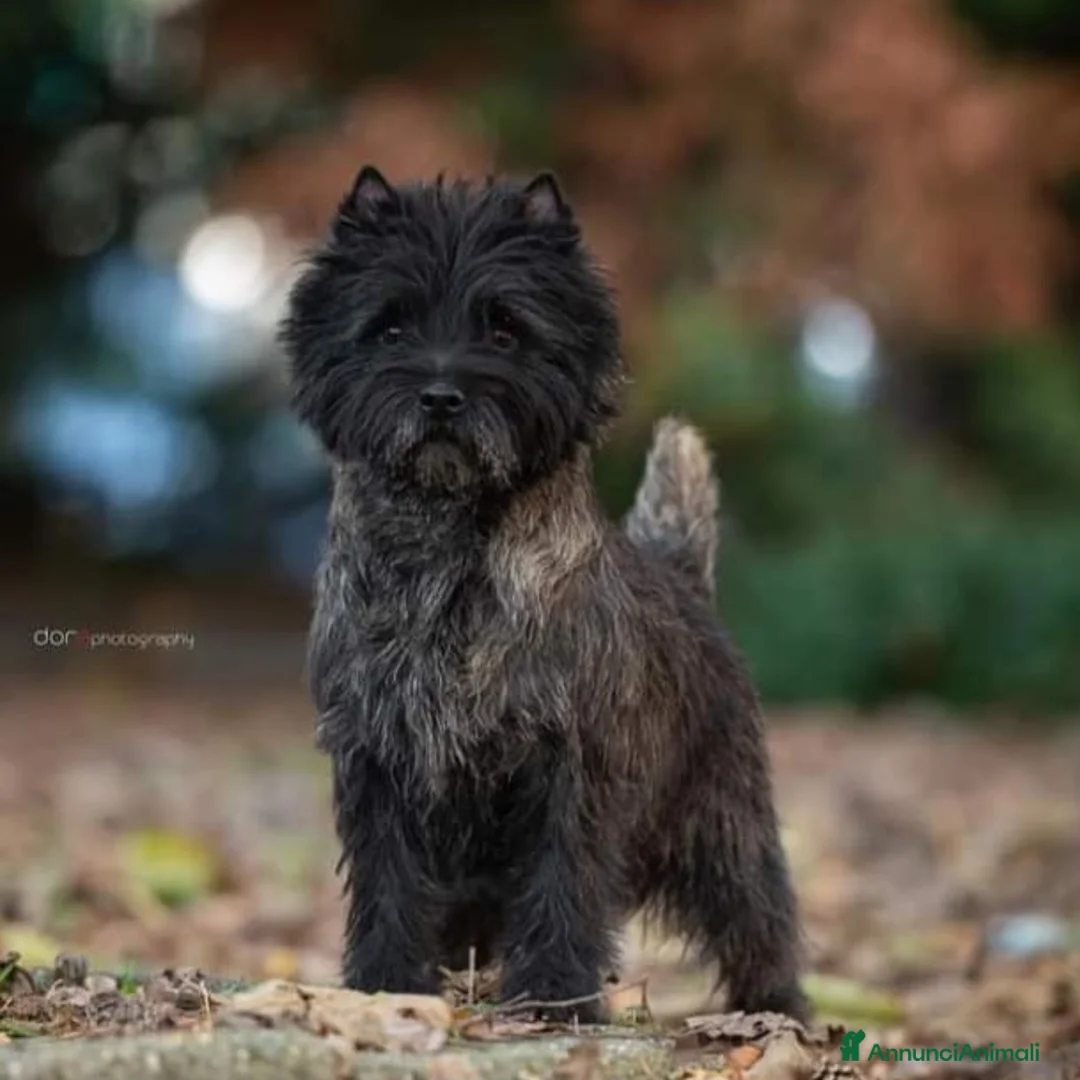 Immagine della galleria {{count}}