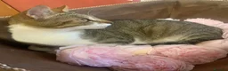 Meticcio gatti in regalo: 2 anni scarsi, dolce come lo zucchero  - Annuncio 7