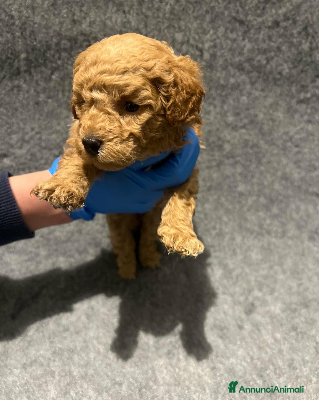 Barboncino Toy cani in vendita: 🏆 Cuccioli di barboncino ❤️Pronti a partire a Città metropolitana di Roma Capitale - Annuncio 2