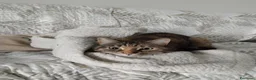 Meticcio gatti in regalo: Maya, gatto europeo  - Annuncio 2