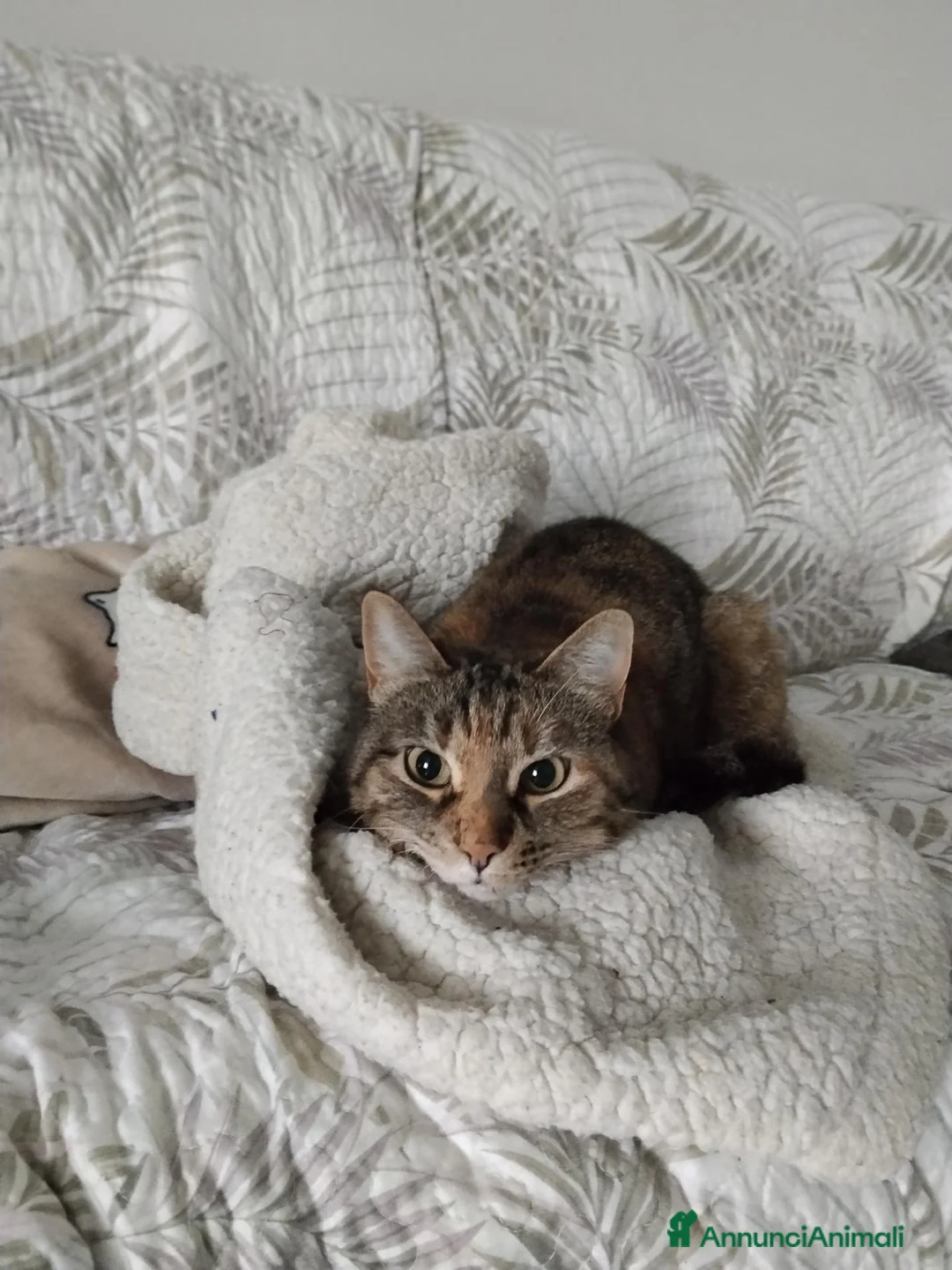 Meticcio gatti in regalo: Maya, gatto europeo  - Annuncio 2