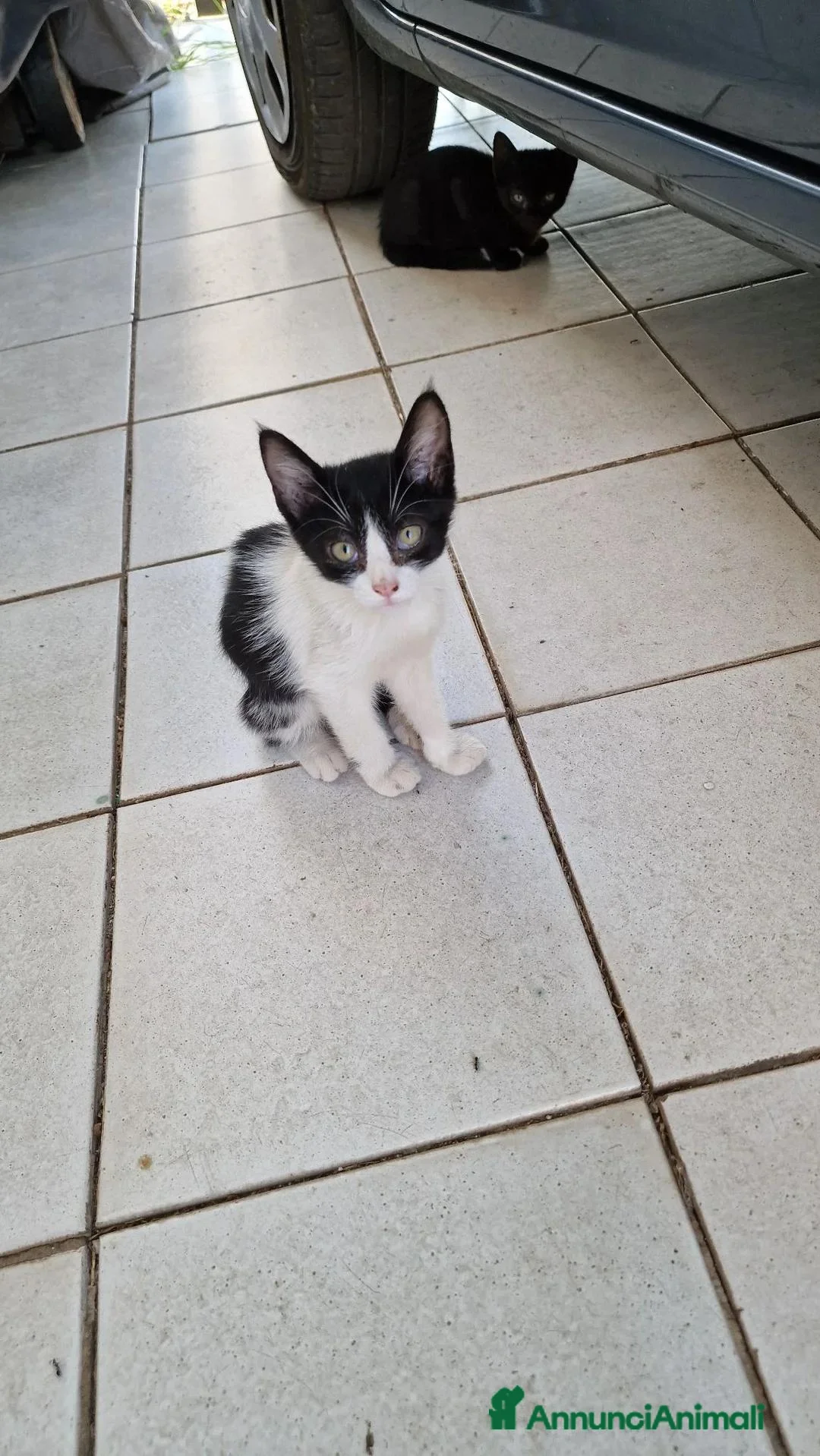 Meticcio gatti in regalo: GATTINI DA ADOTTARE IN REGALO - Annuncio 1