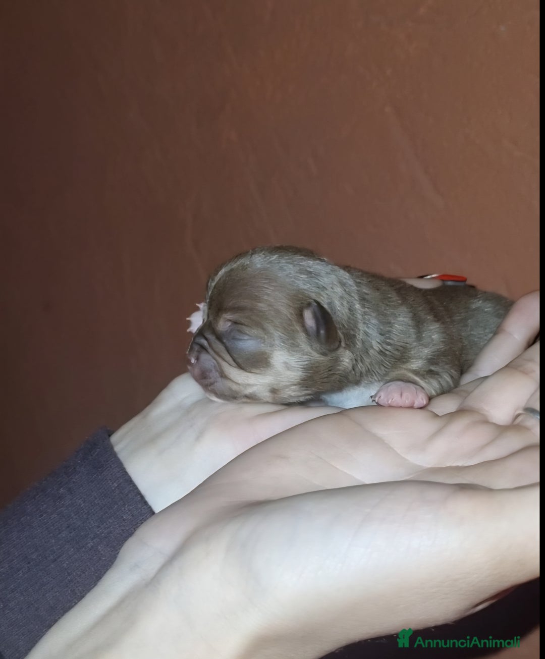 Chihuahua cani in vendita: Cuccioli di chihuahua piccolissimi  - Annuncio 3