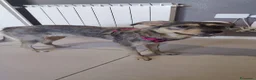Meticcio cani in regalo: CAGNOLINA - Annuncio 2