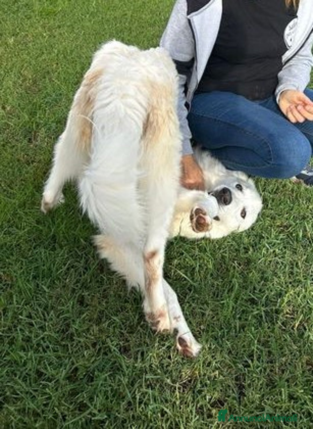 Pastore Maremmano cani in regalo: Spartaco, manto candido come il suo ❤️ - Annuncio 7