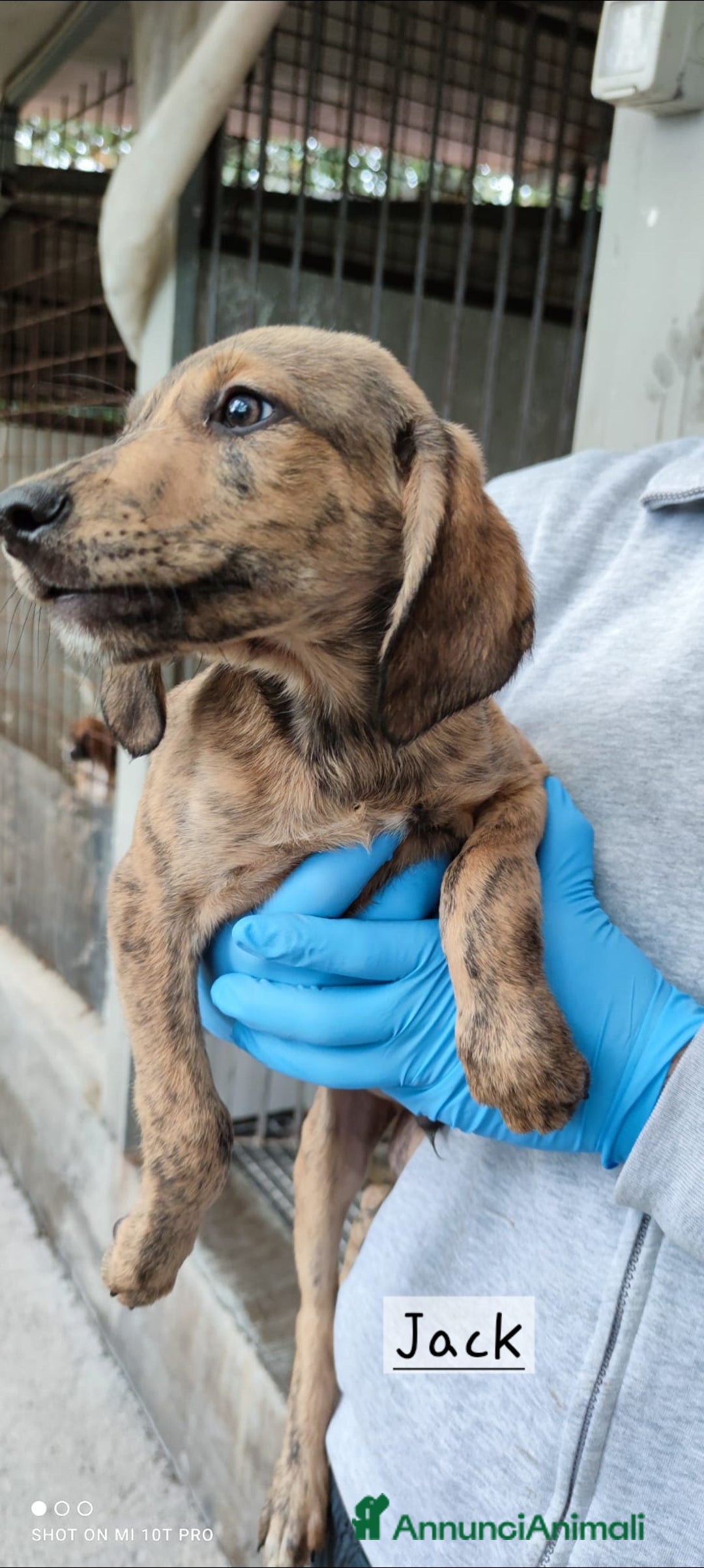 Segugio cani in regalo: Cuccioli simil segugio maremmano  - Annuncio 1