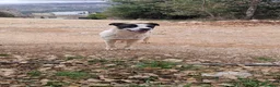 Meticcio cani in regalo: Daisy, una meticcia in cerca di famiglia - Annuncio 3