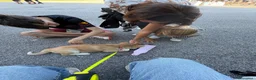 Akita Inu cani in vendita: Cucciole Akita inu a Provincia di Treviso - Annuncio 3