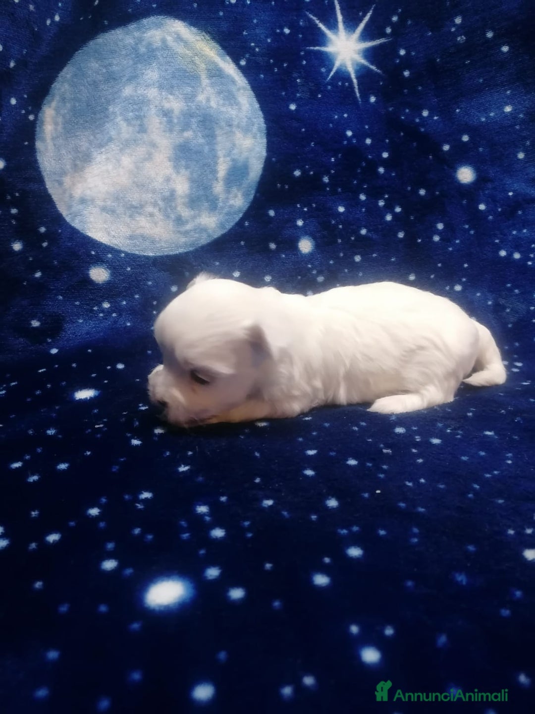 Maltese cani in vendita: Maltese cuccioli - Annuncio 9