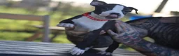 Pitbull cani in vendita: Cuccioli Pit Bull con pedigree anche a rate - Annuncio 13