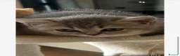 British gatti in vendita: Cuccioli british shorthair - Annuncio 21