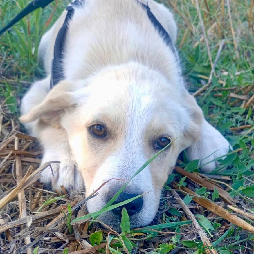 Meticcio cani Adele - Annuncio 22