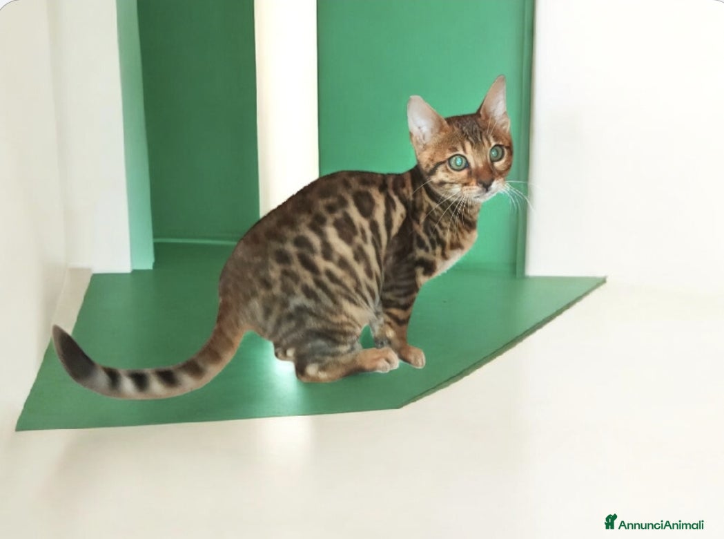 Bengala gatti Cuccioli gatto Bengala  - Annuncio 2