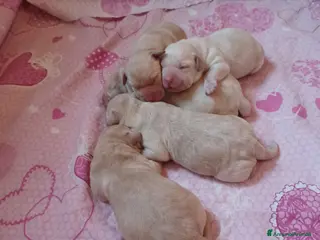 Labrador cani Labrador miele con pedigree - Annuncio 2