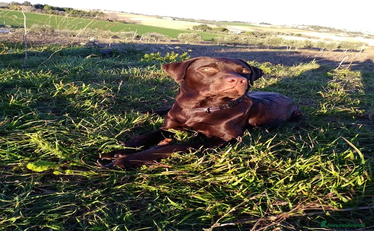 Labrador cani a Provincia di Ancona - Annuncio 5