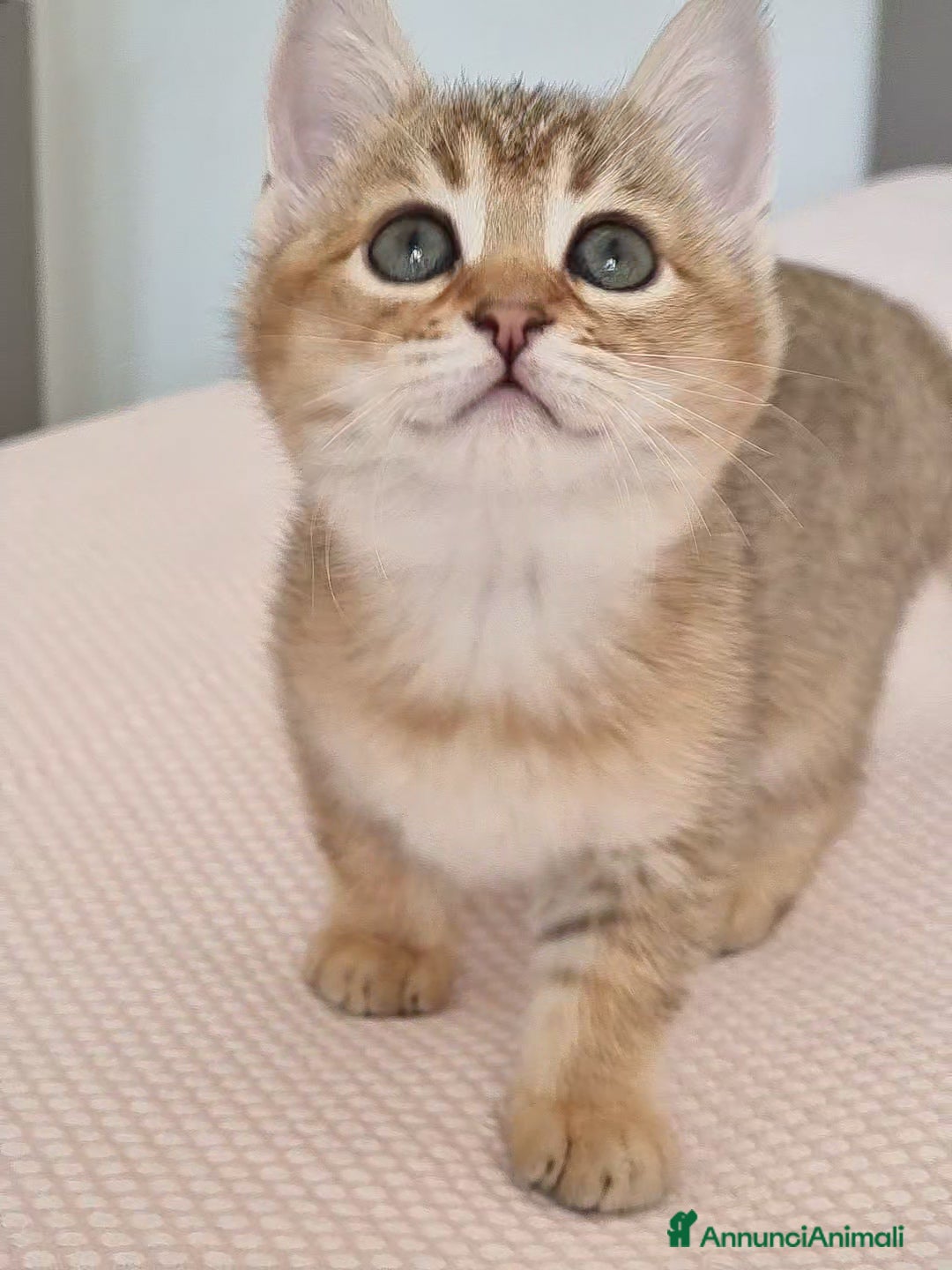 Bengala gatti in vendita: Incrocio Scottish/Bengala  - Annuncio 17