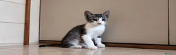 Europeo gatti in regalo: Due gattini di due mesi - Annuncio 4