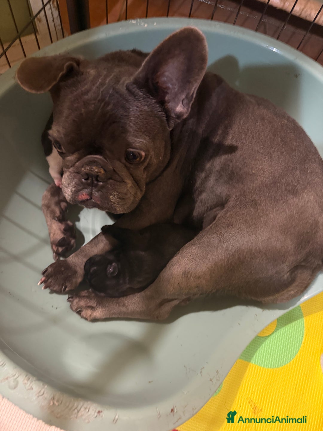 Bulldog Francese cani in vendita: Bulldog francesi  - Annuncio 1