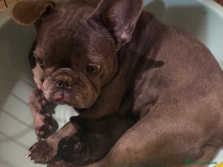 Bulldog Francese cani Bulldog francesi - Annuncio 11