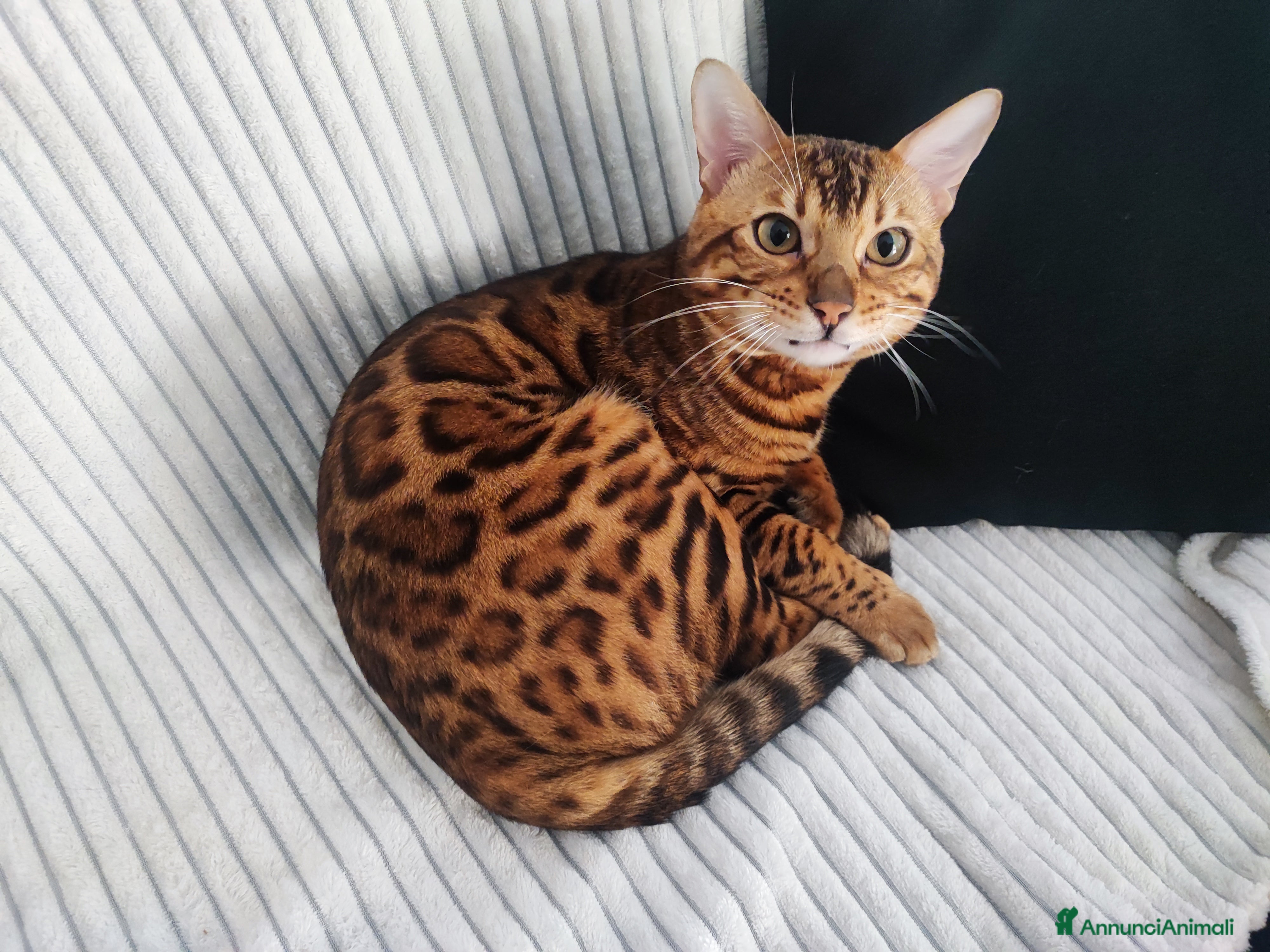Bengala gatti Disponibile per accoppiamento - Annuncio 6