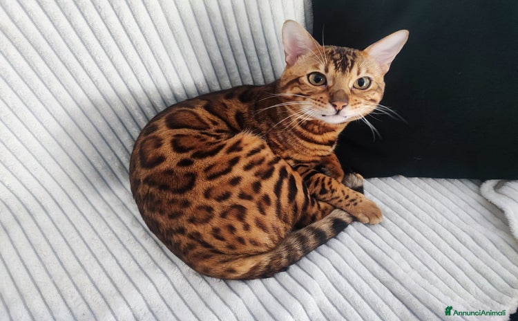 Bengala gatti - Annuncio 3