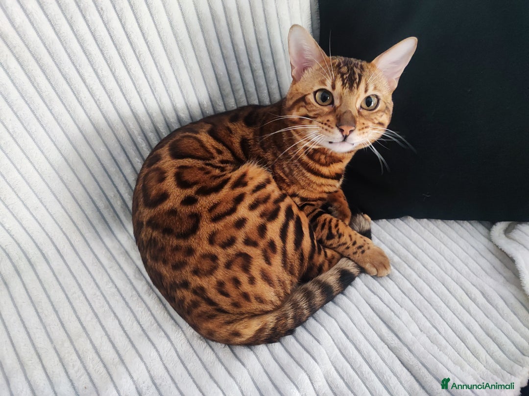 Bengala gatti per accoppiamento: Disponibile per accoppiamento - Annuncio 1