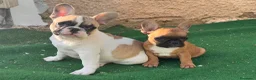 Bulldog Francese cani in vendita: Cucciola bulldog francese frmmina - Annuncio 5
