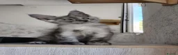 Maine Coon gatti in vendita: Cucciolo Maine Coon black smoke maschio - Annuncio 4