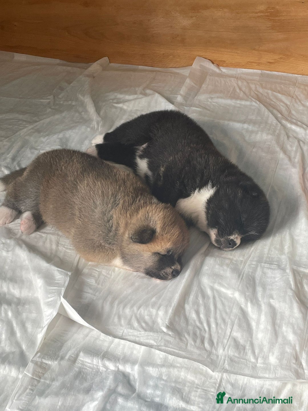 Akita Inu cani in vendita: Akita giapponese - Annuncio 2