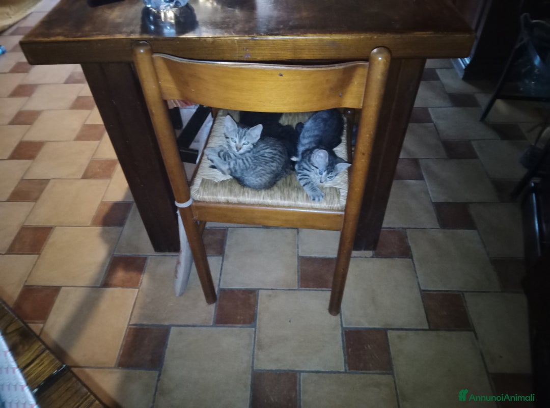 Altre razze gatti in regalo: Gatti e gatte di 2 mesi a Provincia di Pisa - Immagine 2