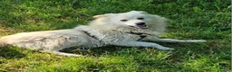 Meticcio cani in regalo: Fiorello quasi 5anni,3di invani appelli,NOVARA SOS - Annuncio 7