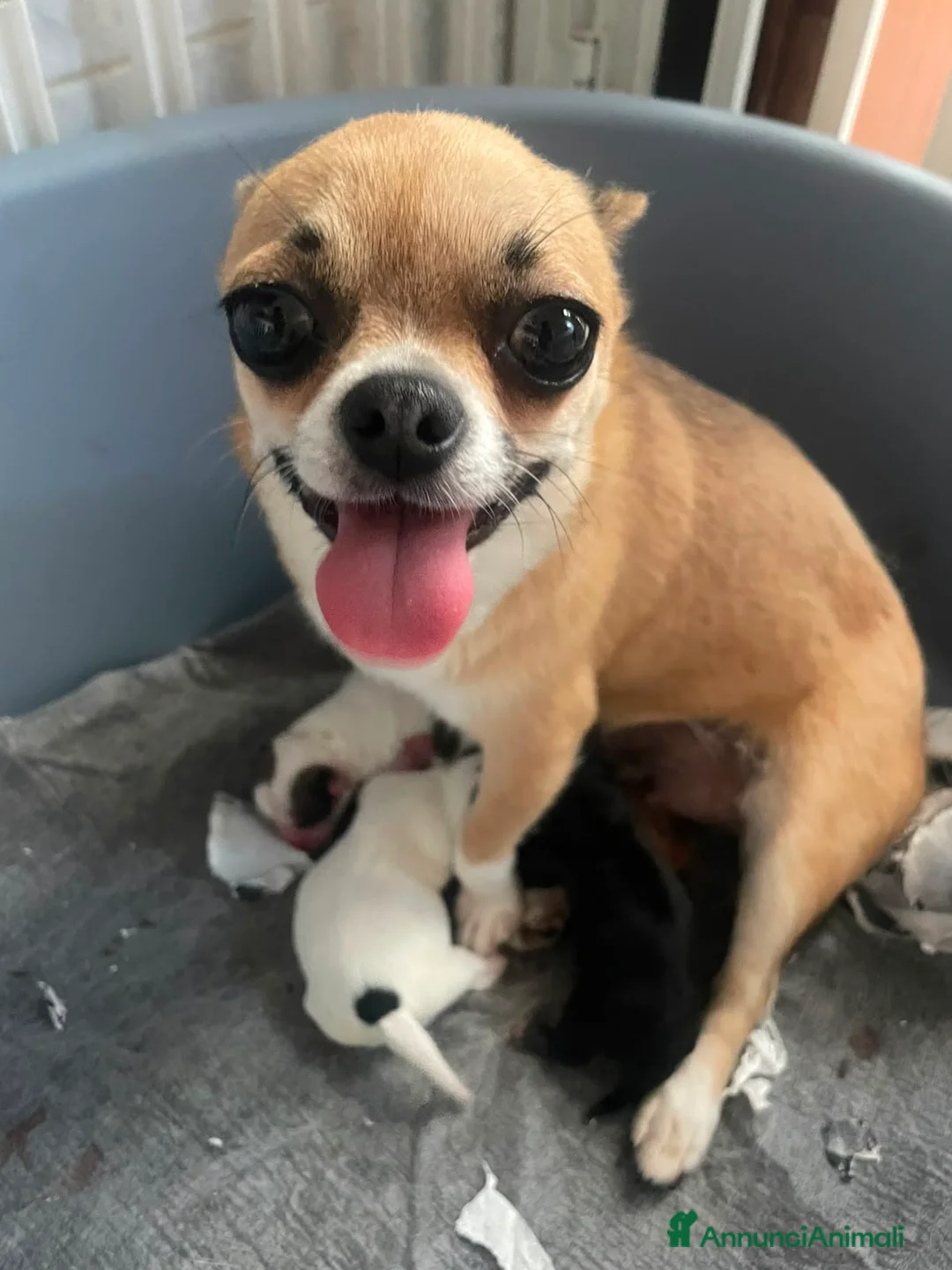 Chihuahua cani in vendita: Cucciolo di Chihuahua toy linea russa - Annuncio 2