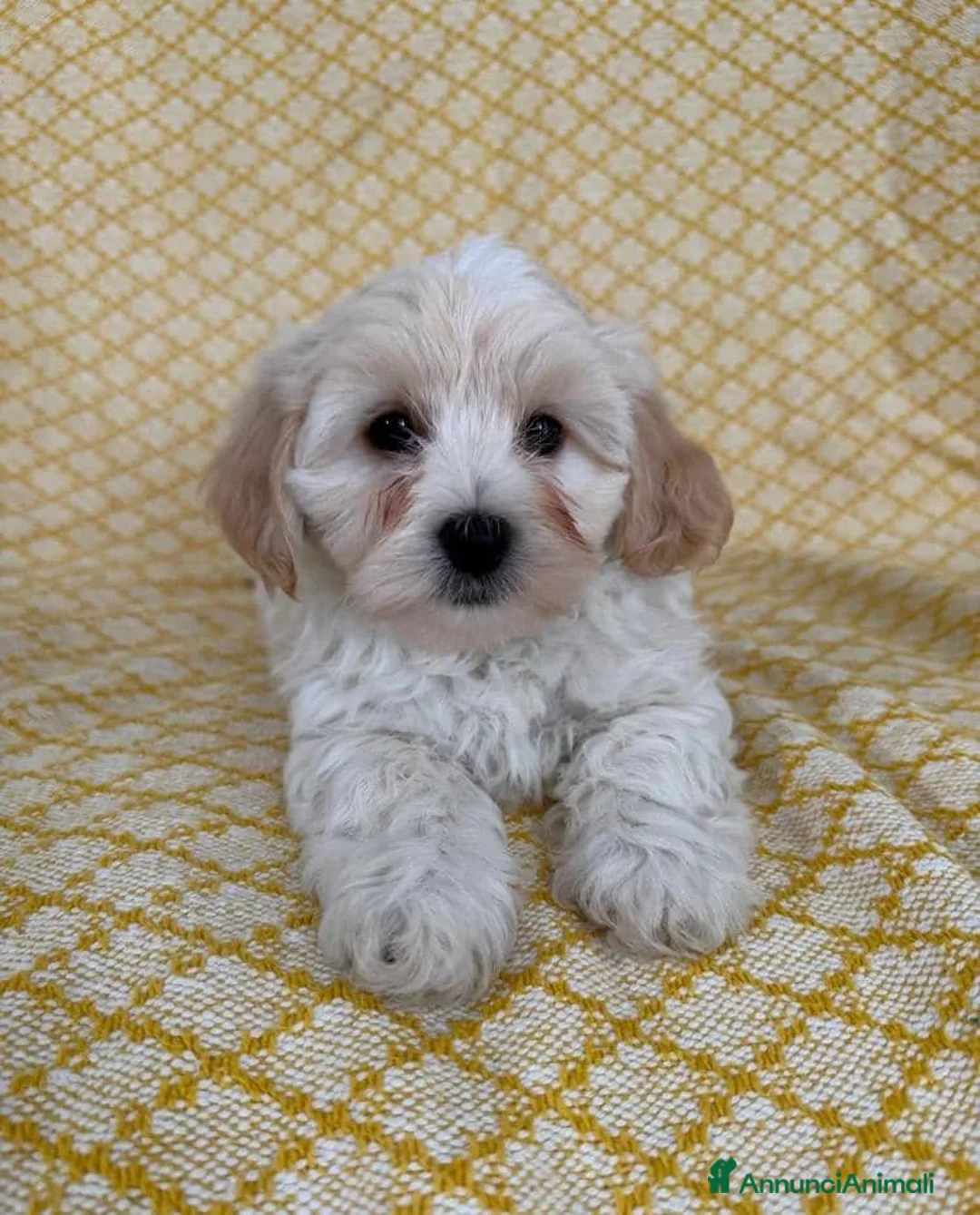 Maltipoo cani in vendita: Cuccioli di Maltipoo  - Annuncio 3
