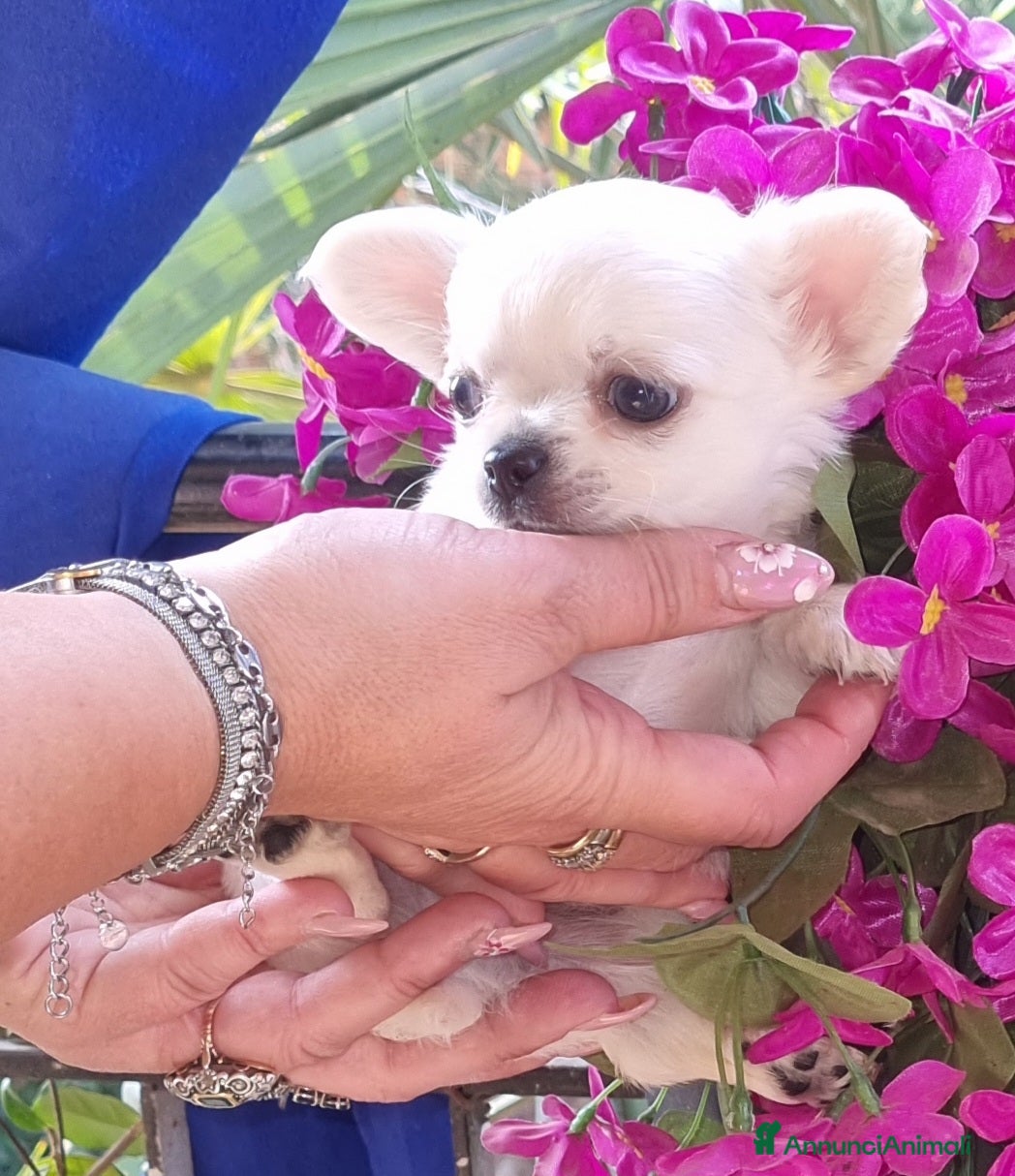 Chihuahua cani Cucciola di chihuahua piccolissima  - Annuncio 1