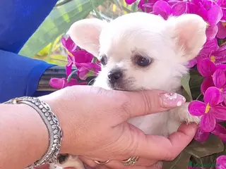 Chihuahua cani Cucciola di chihuahua piccolissima - Annuncio 1