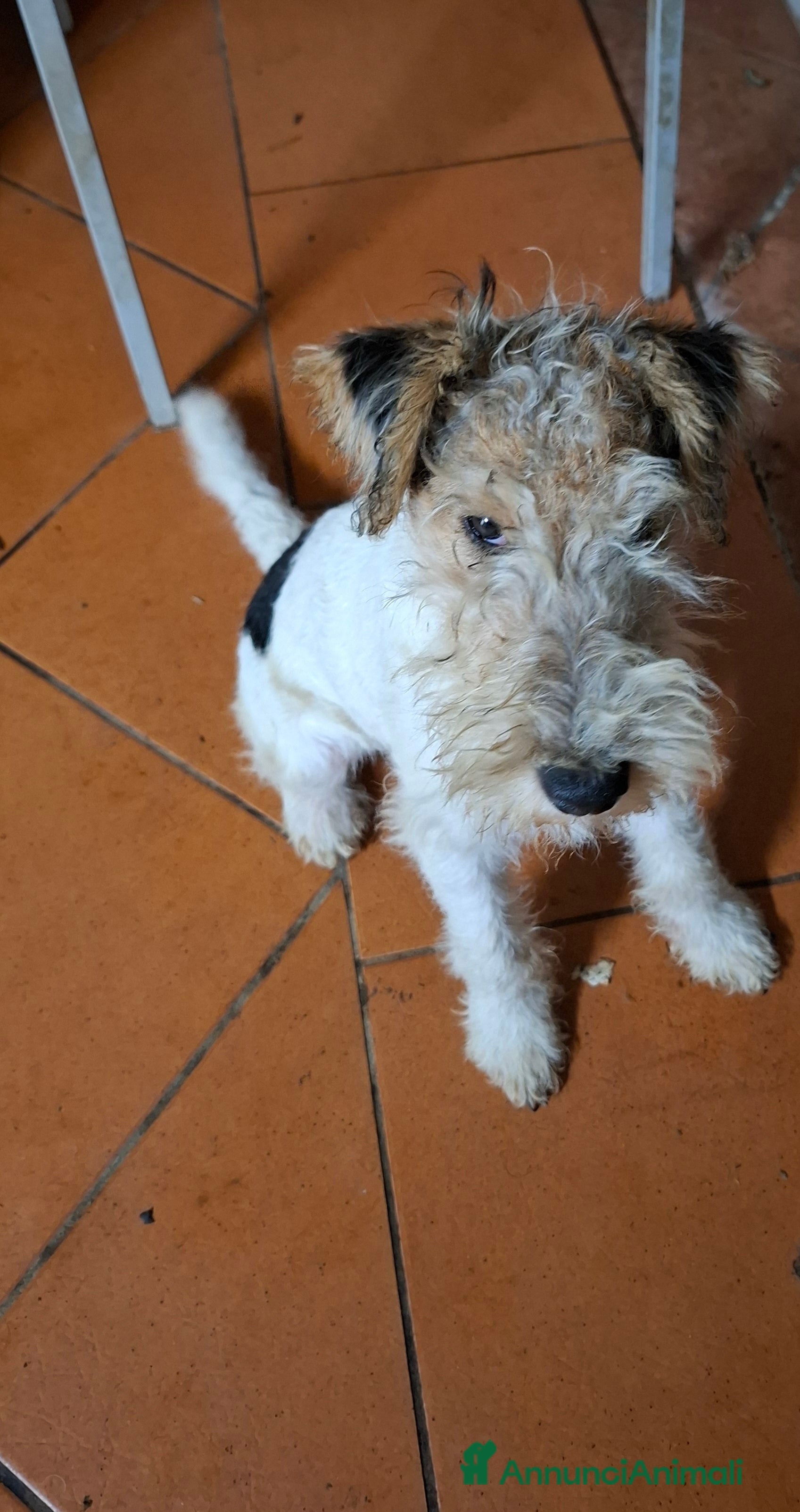 Fox Terrier cani Vendita cucciolo fox terrier - Annuncio 2